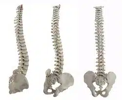 3 spinal cords | Better Care Chiropractic and Physical Therapy